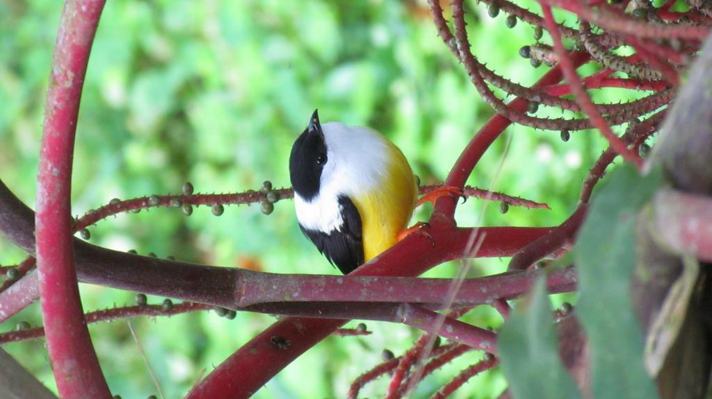Heliconia Island Bed and breakfast 3*