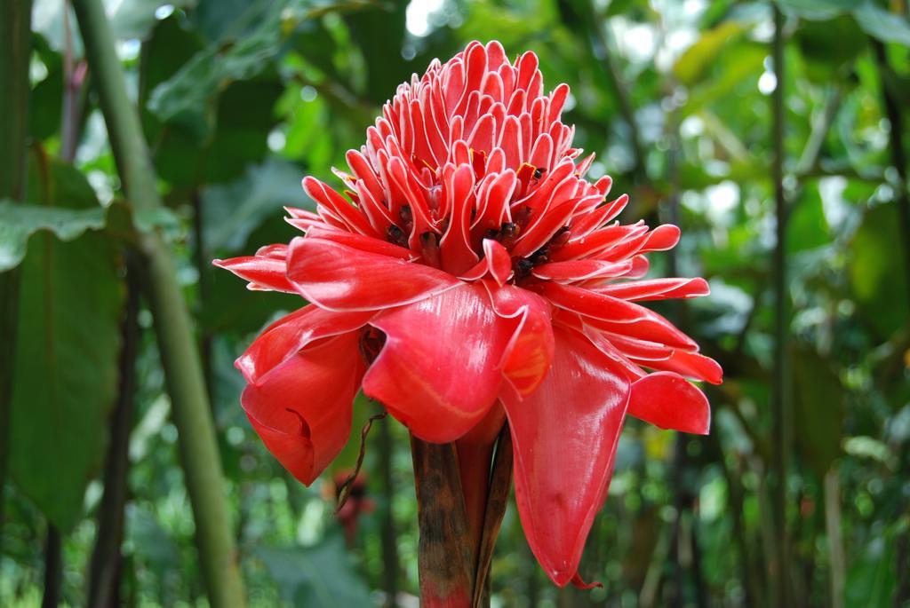 Heliconia Island Las Horquetas